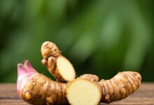 Alpinia officinarum