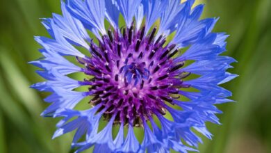 Centaurea cyanus (Cornflower)