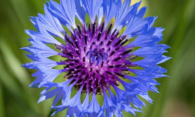 Centaurea cyanus (Cornflower)