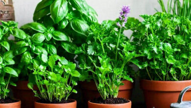 Indoor Herb Gardening