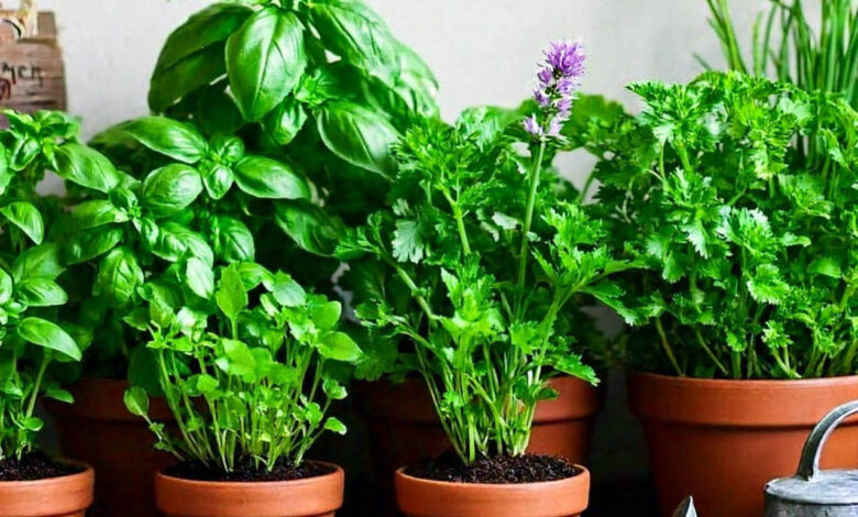 Indoor Herb Gardening