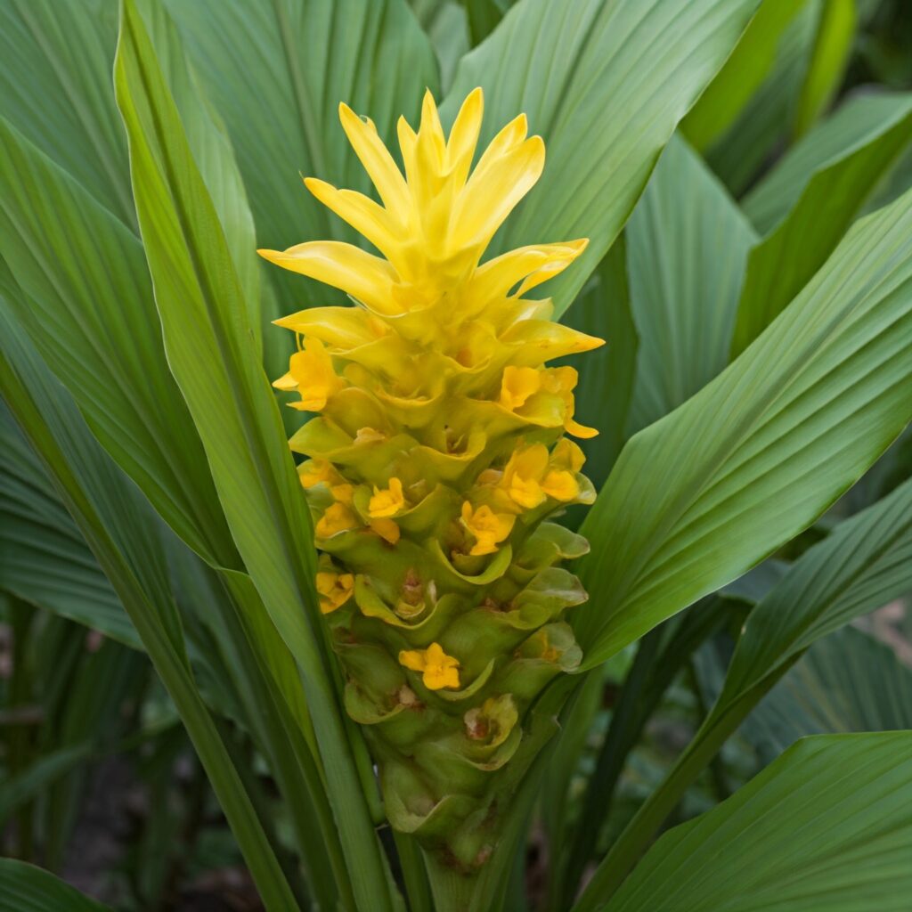 Turmeric 