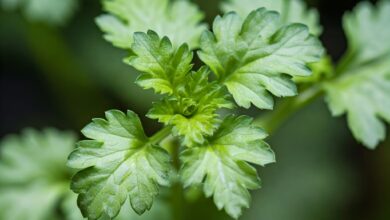 coriander