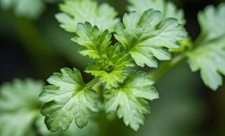 coriander