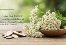 yarrow achillea millefolium